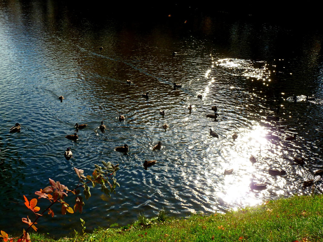 Утки на пруду в осенних бликах солнца - Лидия Бараблина