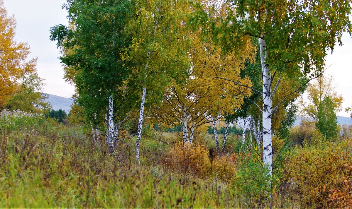 Сибирская осень - Василий 