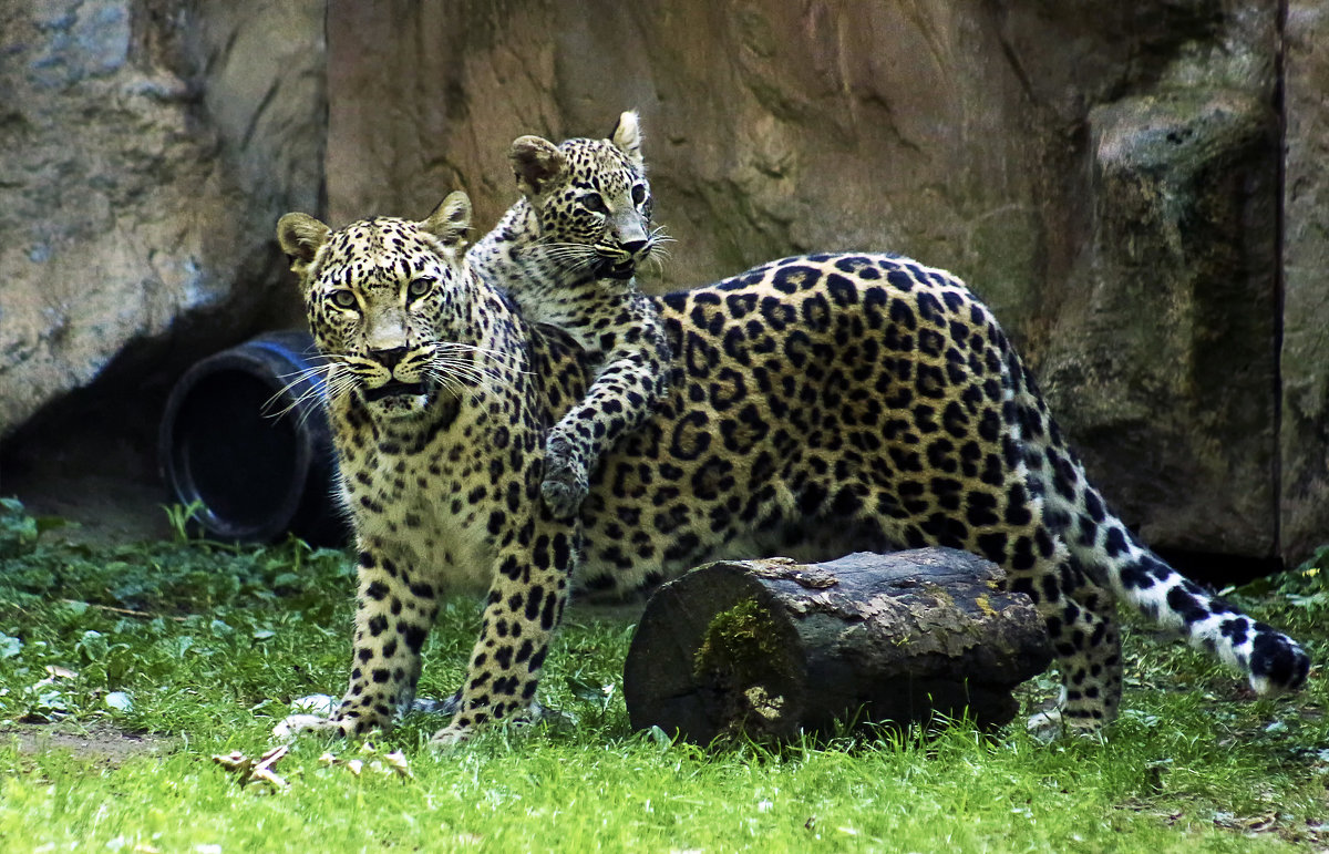 Калининградский зоопарк леопард