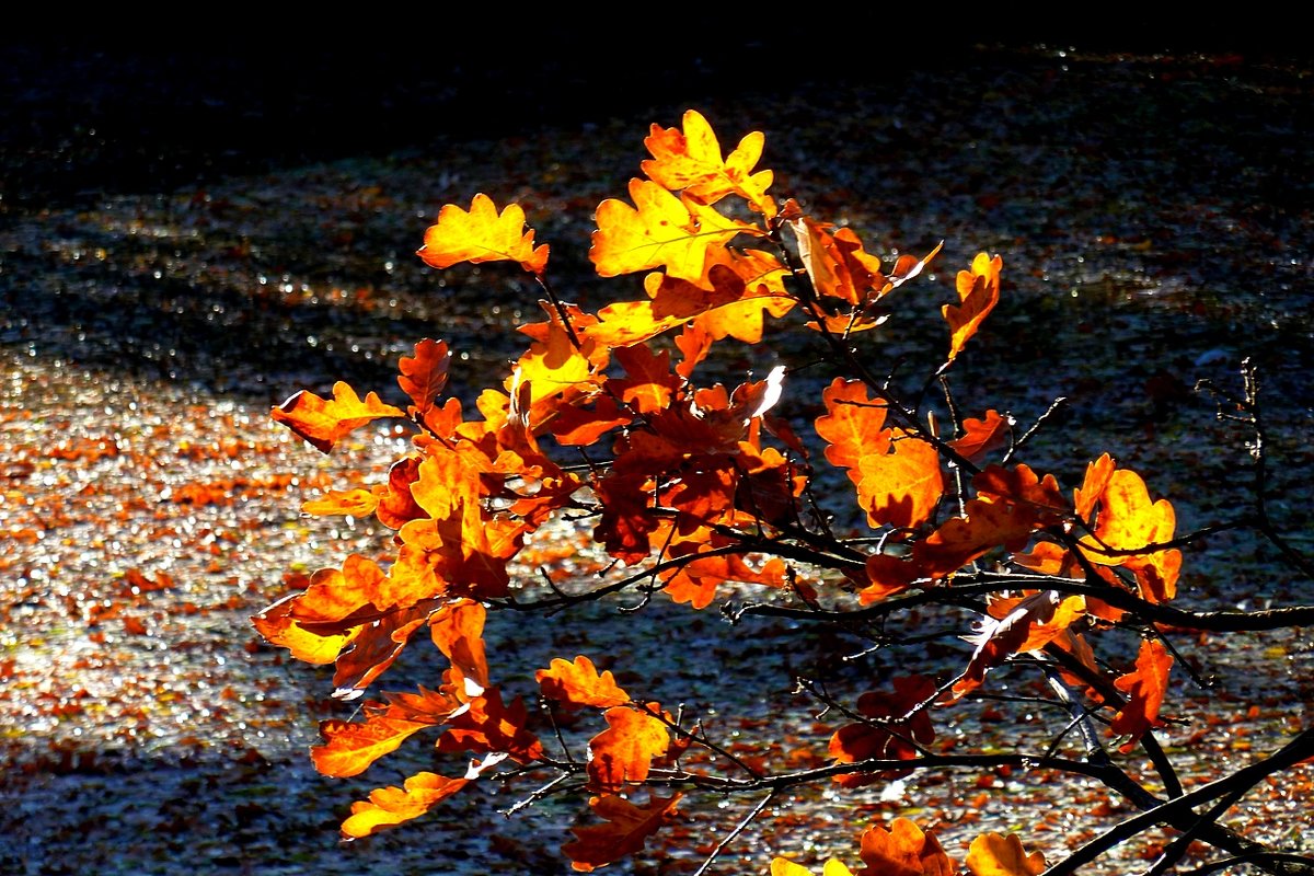 Дубовая ветка над засыпанным листвою прудом... - Лидия Бараблина