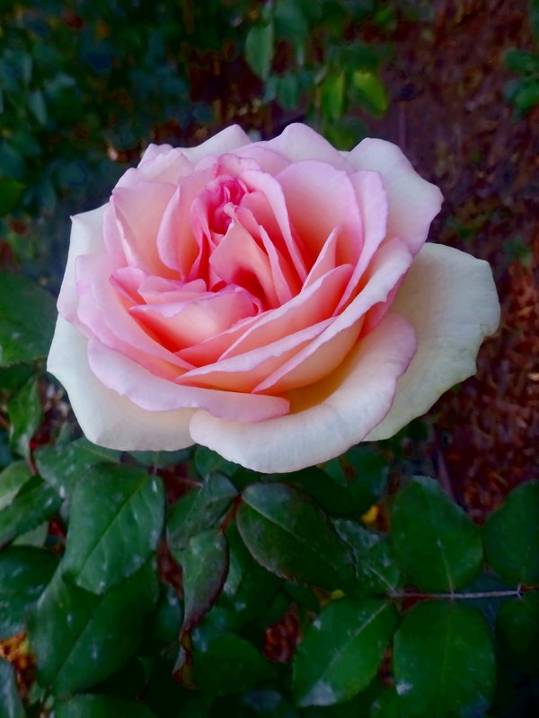 Розовая роза - Наталья Цыганова 