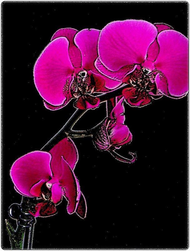 Грёзы розовой орхидеи - Нина Корешкова