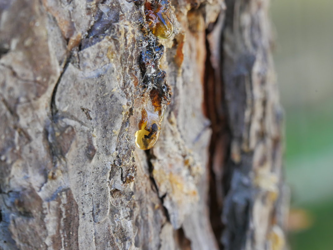 "Зарождение янтаря" или муравей в смоле дерева. - Alexey YakovLev