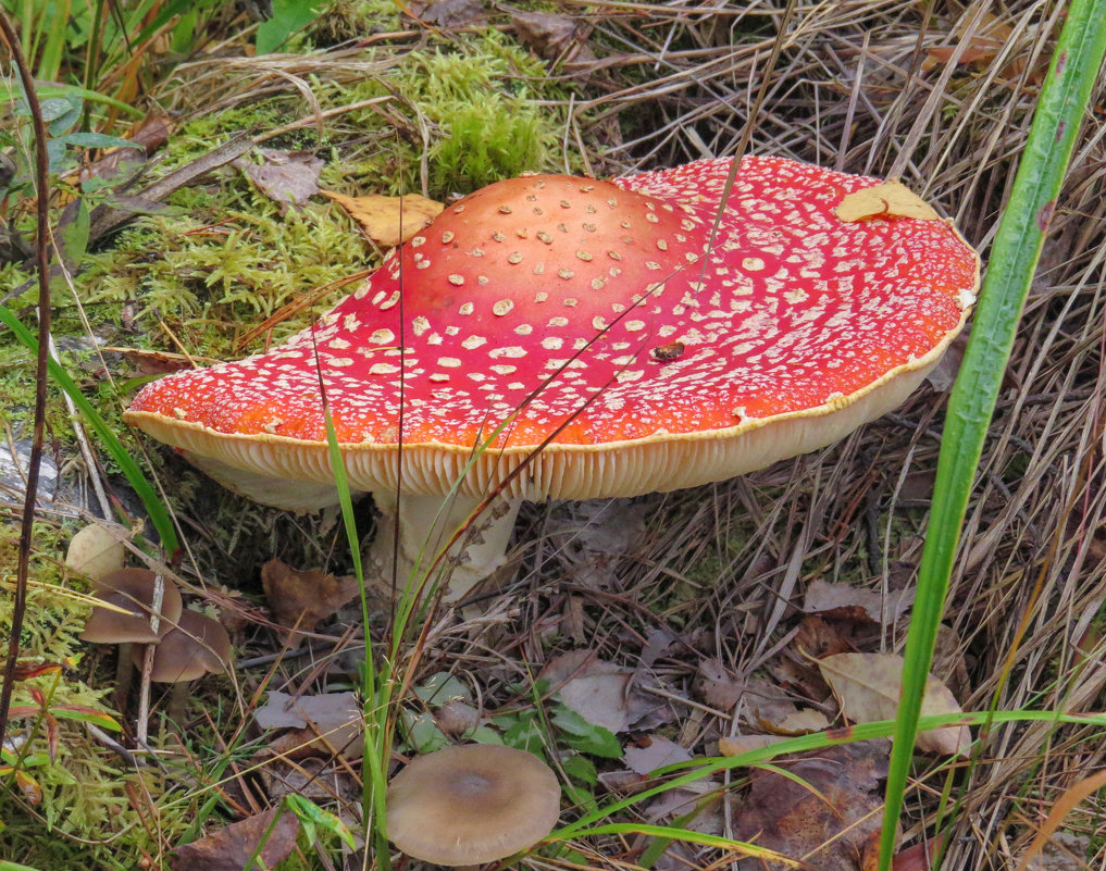грибы с красной шляпкой фото и названия