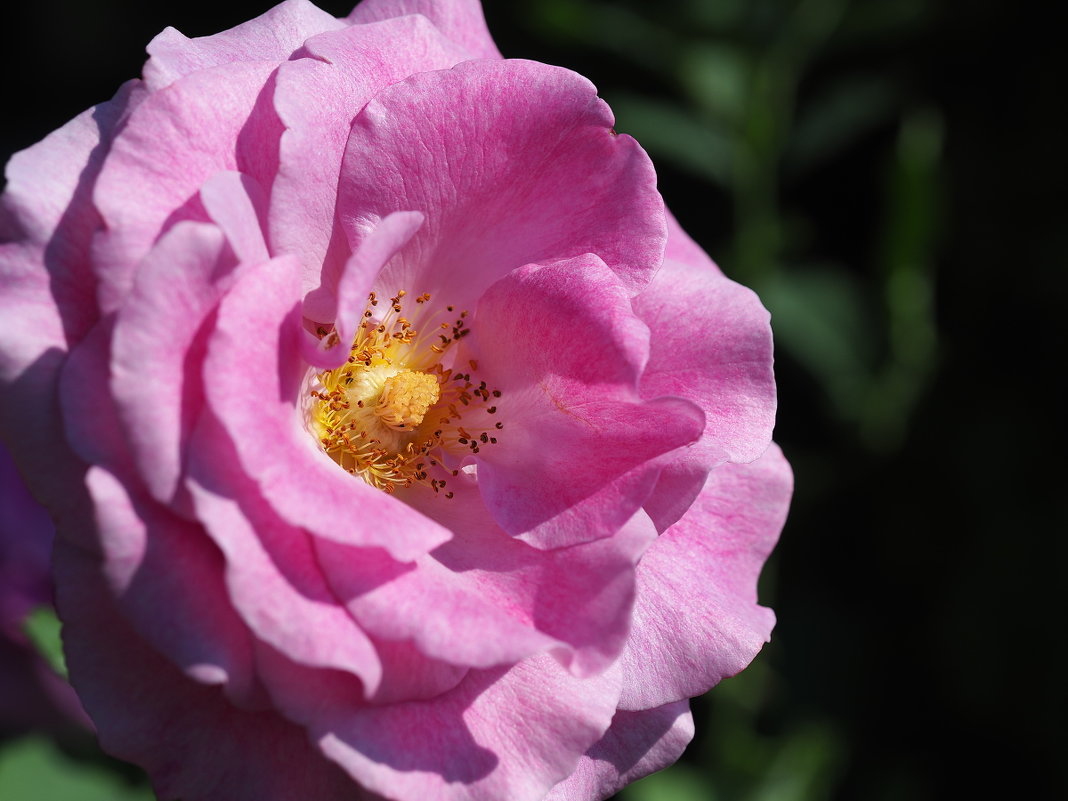Роза "Violette Perfum" - wea *