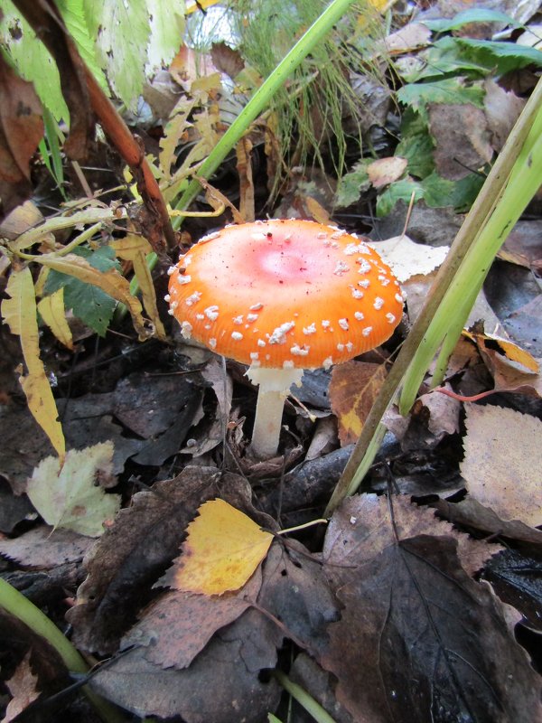 У гриба красивый вид, только жалко-ядовит! - Galaelina ***