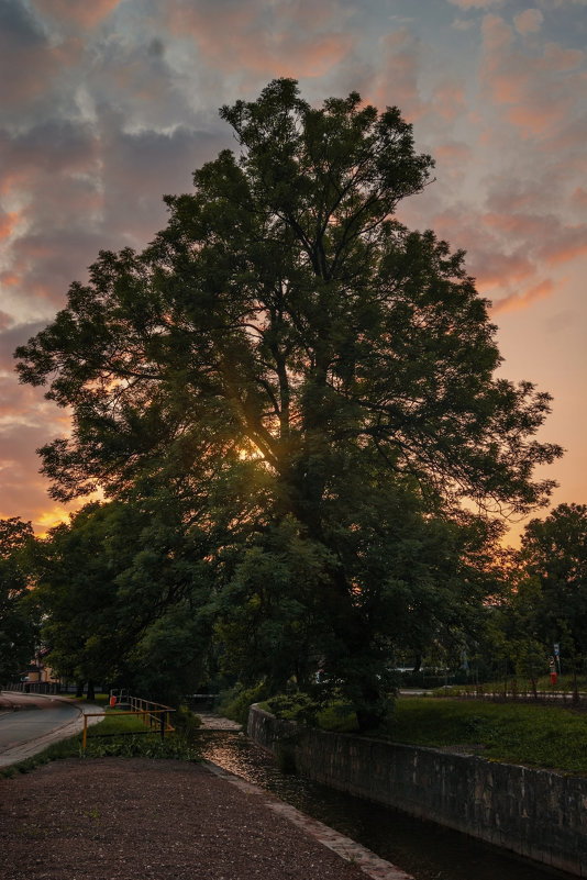 Дерево в лучах закатного солнца - Нина Богданова