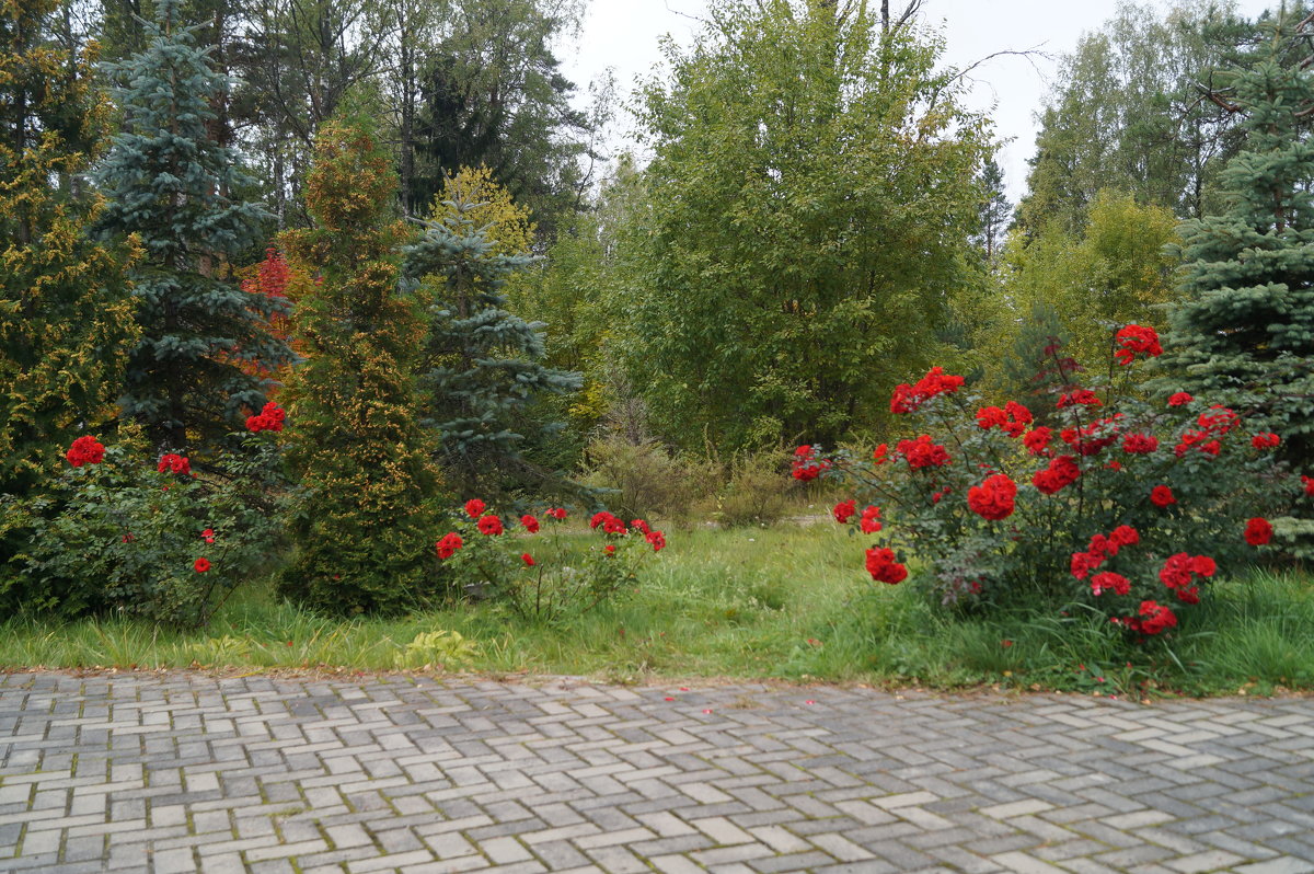 розы Roter Korsar в ландшафте - lenrouz 