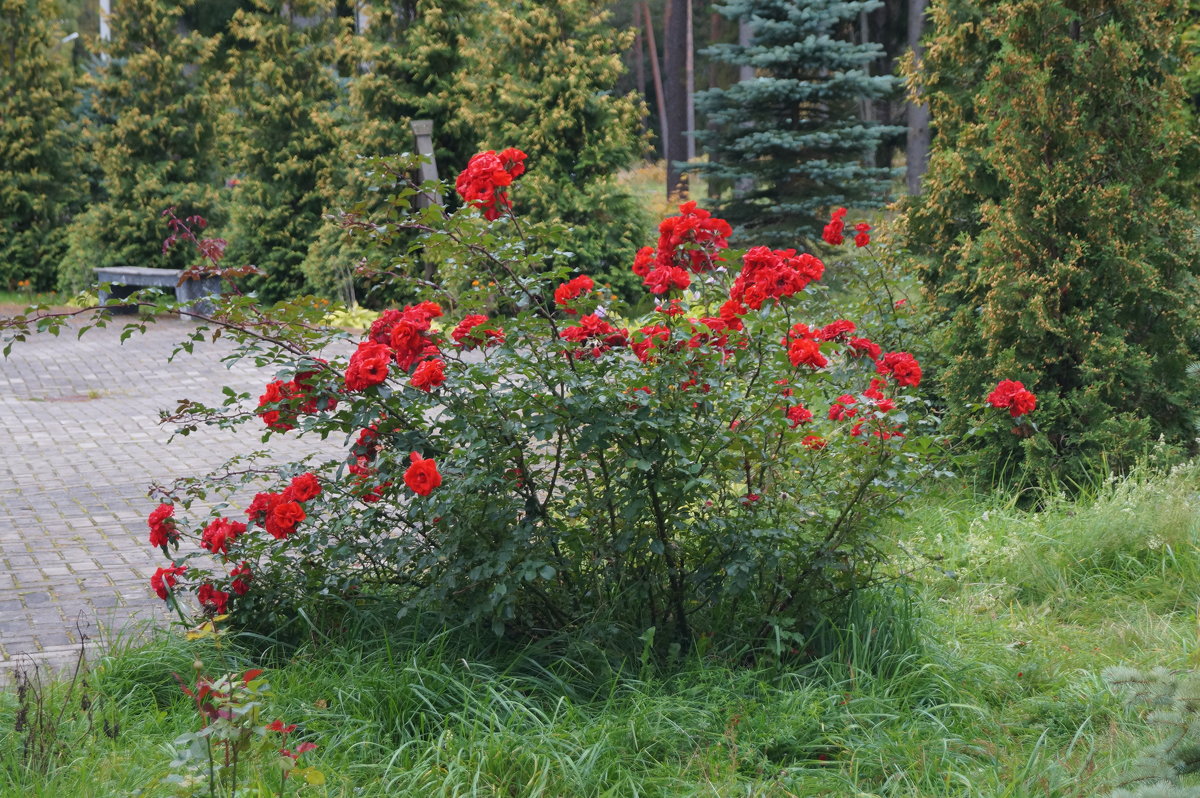 Куст розы Roter Korsar, вид сбоку. :: lenrouz - Социальная сеть ФотоКто. fo...