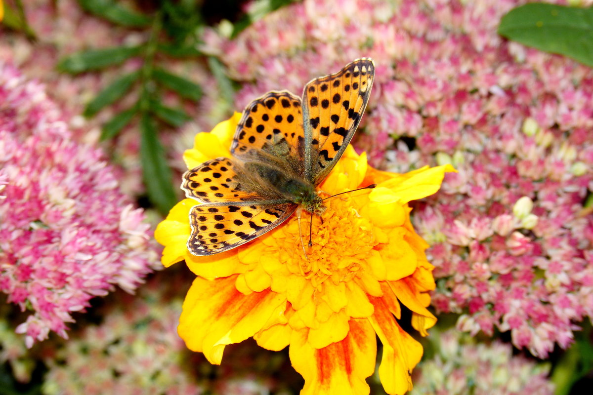 бабочки на осенней флоре 2 - Александр Прокудин