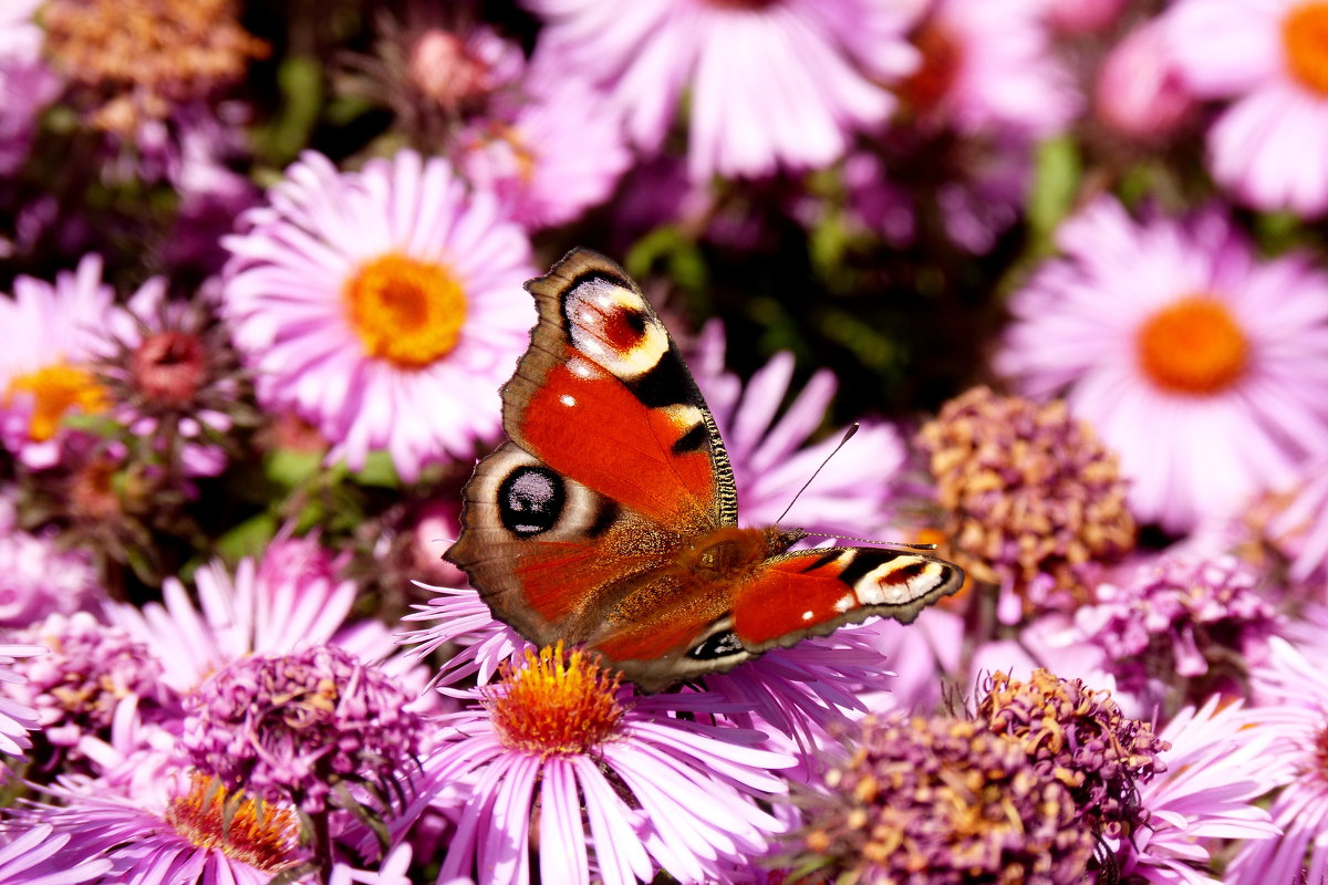 бабочки на осенней флоре 3 - Александр Прокудин