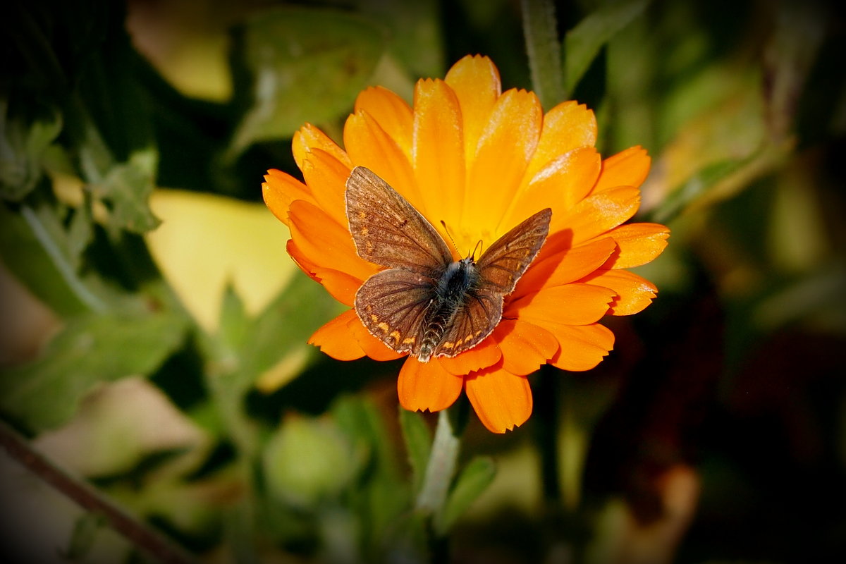 бабочки на осенней флоре 5 - Александр Прокудин