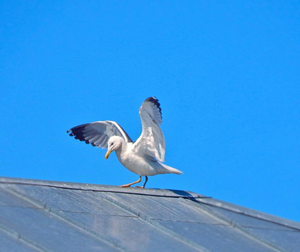 Танцующая на крыше ... хохотунья! :) - Елена Хайдукова  ( Elena Fly )