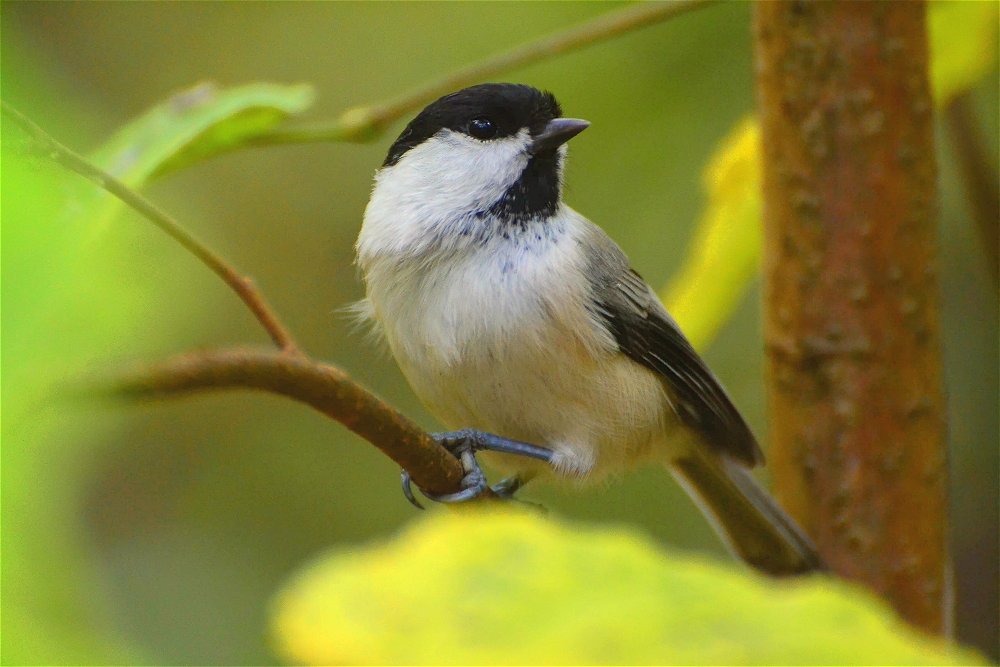 Буроголовая гаичка (Poecile montanus) - Иван 