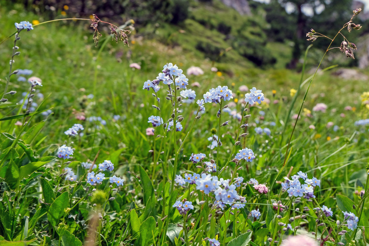 Доломитовые Альпы. Кортина д'Ампеццо. Альпийские цветы на горе Фалория. - Надежда Лаптева