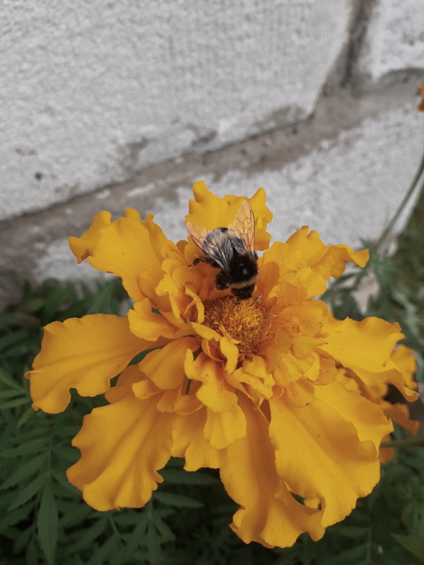 Цветок и пчела - Юлия Наимова