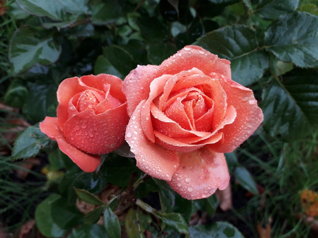 Розы в капельках дождя - Лидия Бусурина