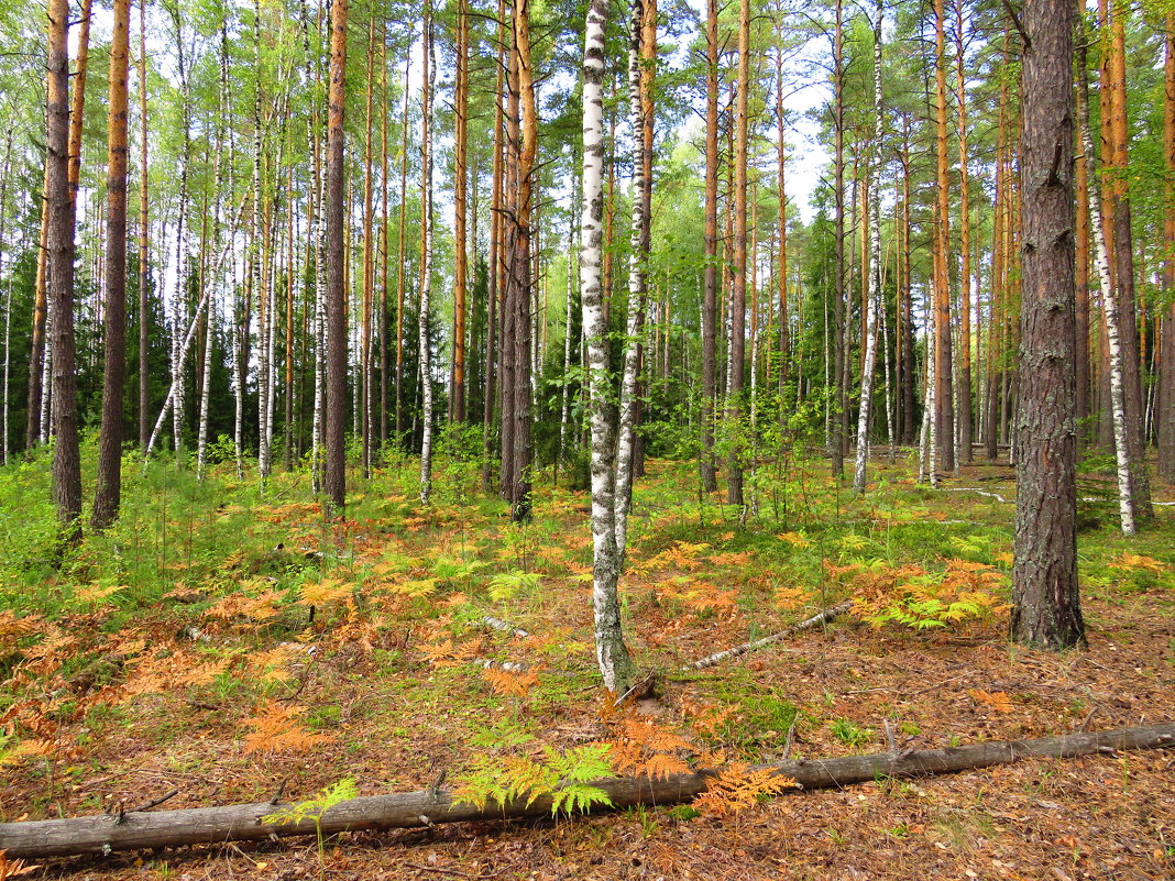 Осенним днём в лесу - Андрей Снегерёв