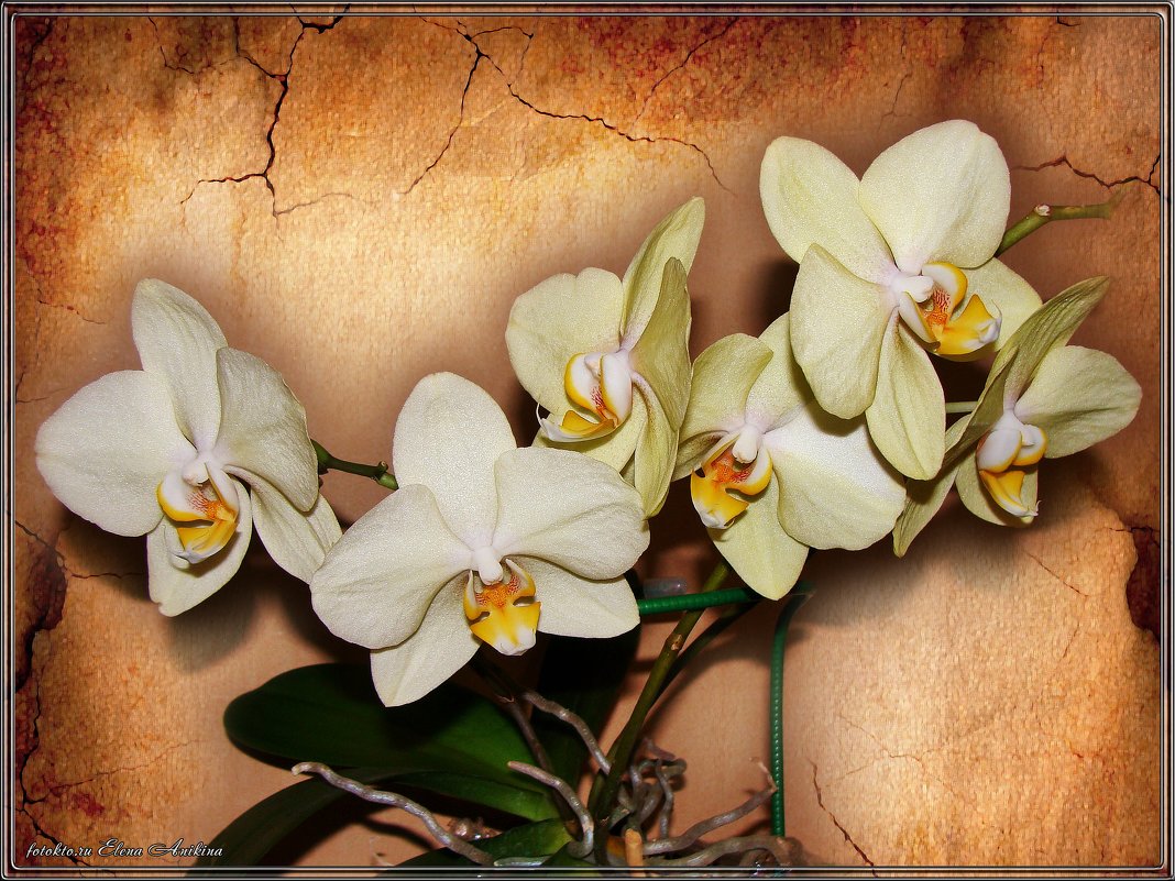 Орхидея - °•●Елена●•° ♀