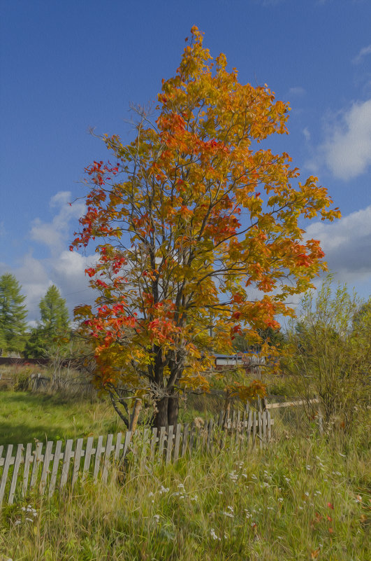 Деревянка,осень.Клён - Ivan Lukkonen