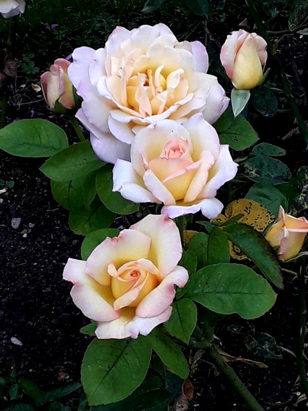 Розы - Лидия Бусурина
