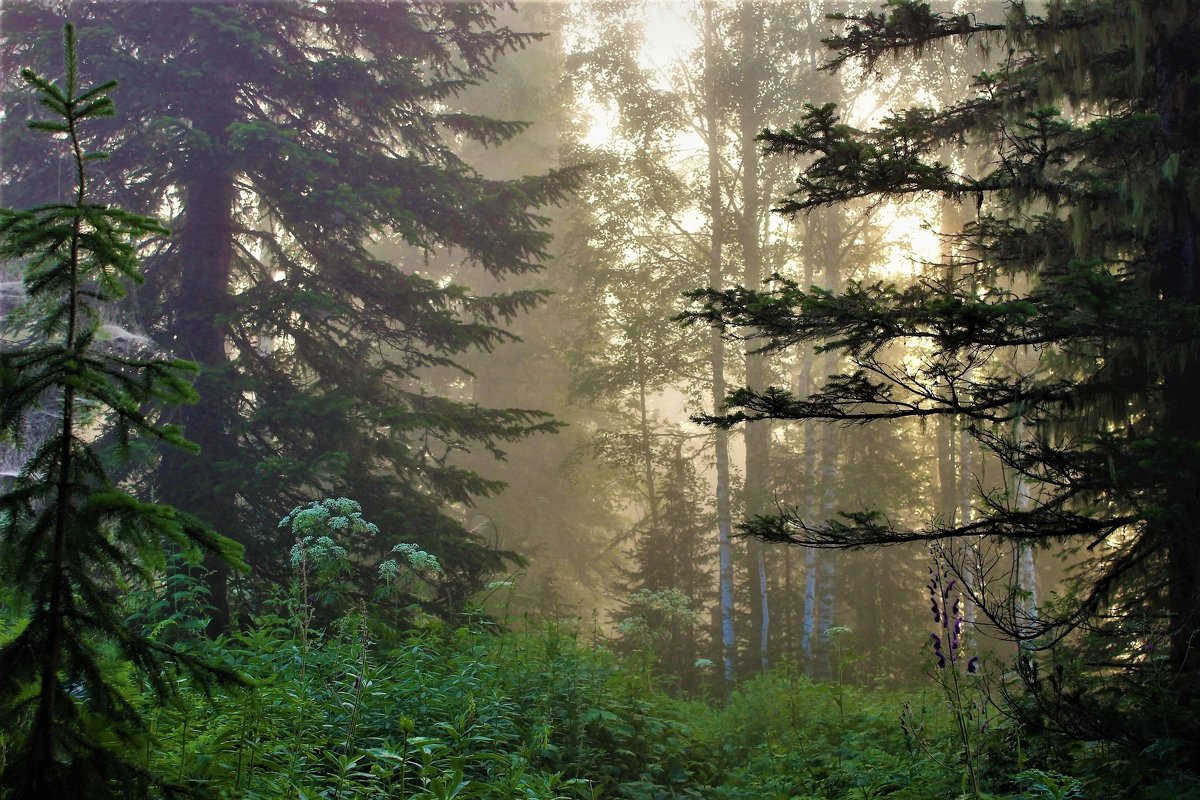 Хвойный Таёжный лес