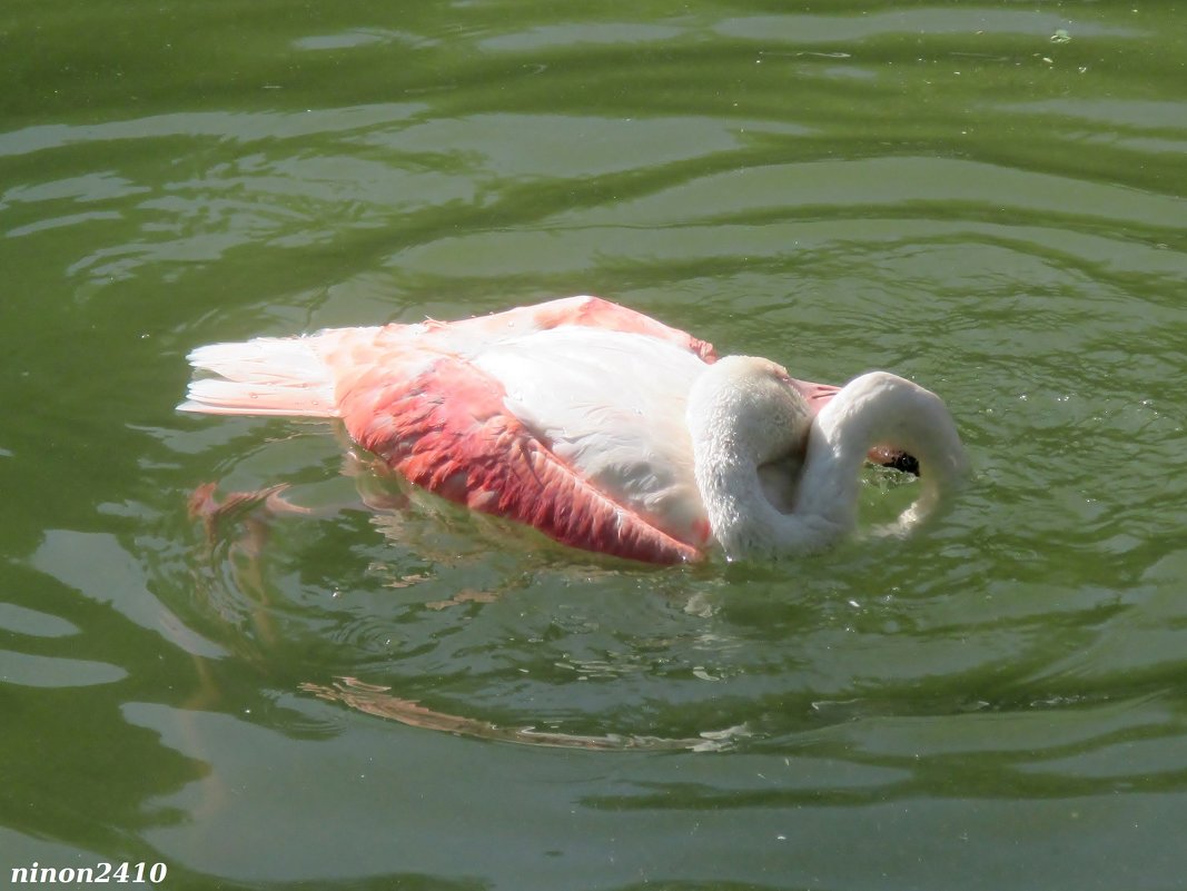 Купание фламинго - Нина Бутко