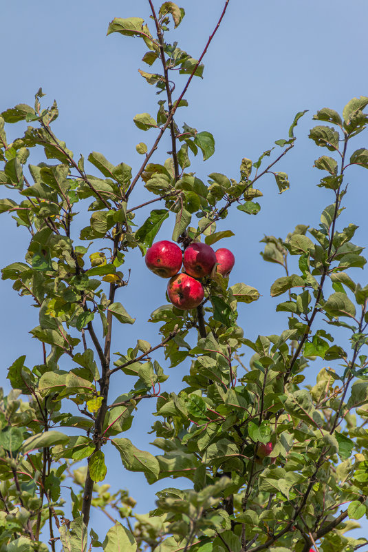 Apple ) - Andrew 