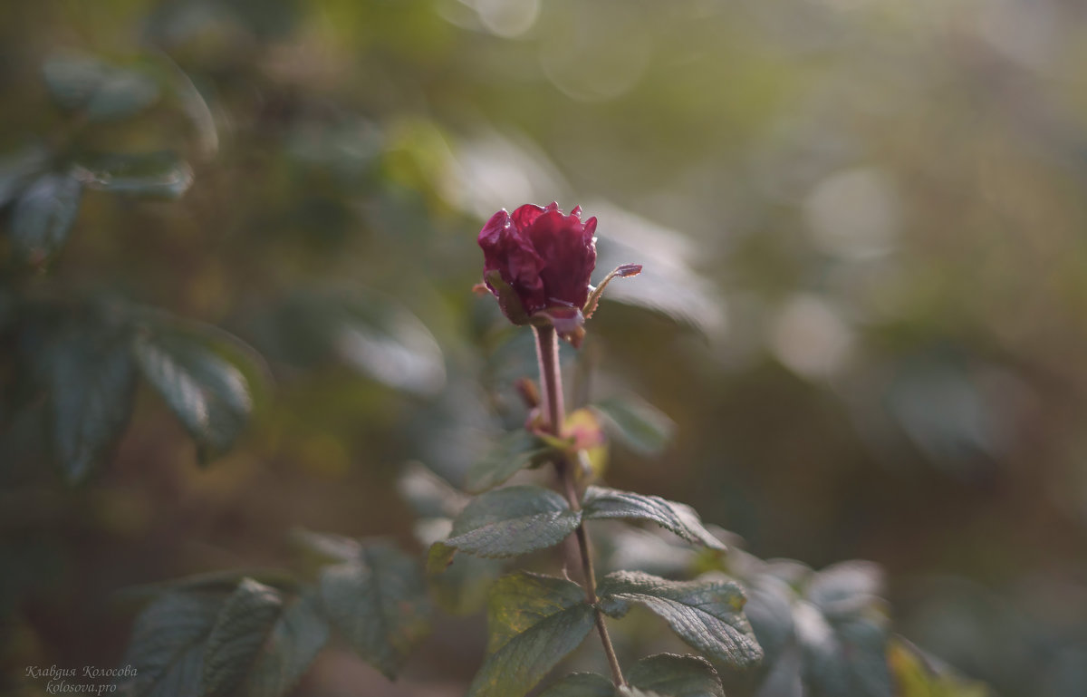 Осенняя роза - Клавдия 