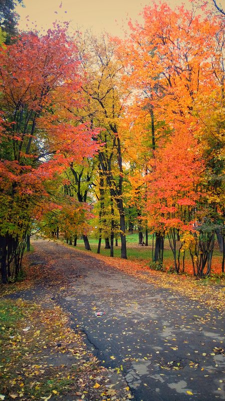 Осень рисует шедевры... - Леонид Абросимов