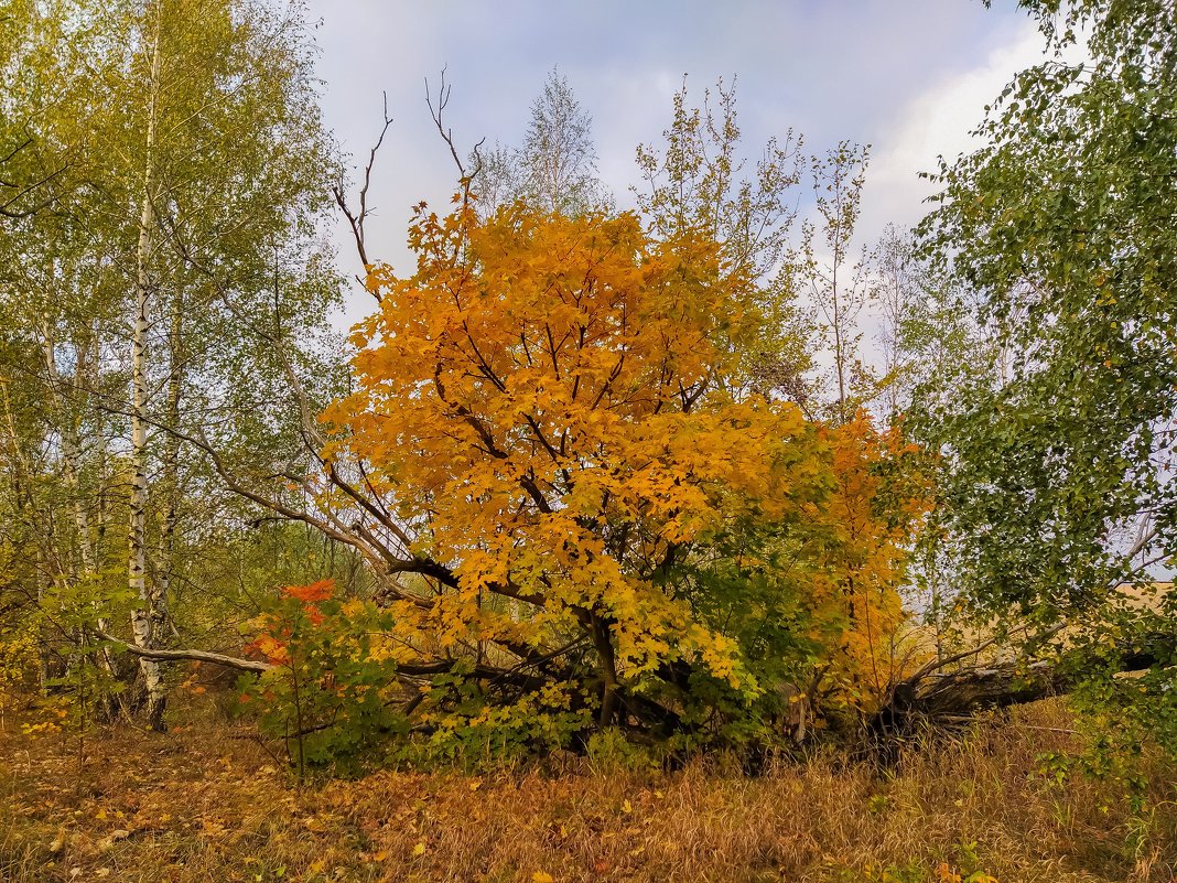 Художник осень - Руслан 