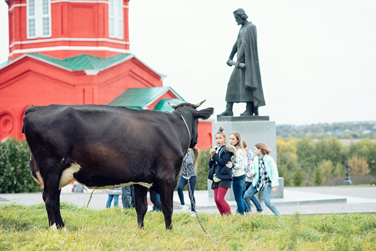 Знакомство с доброй коровой! Пасётся на Куликовом поле под присмотром  Дмитрия Донского...) - Лилия .