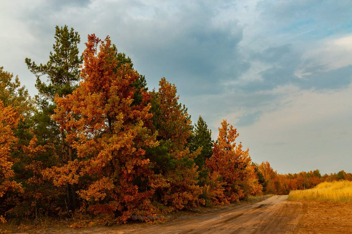 Осень в лесу, Воронеж - Roman Dergunov