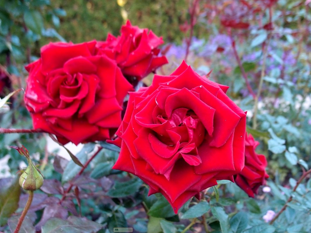 Красные розы - Alexander Borisovsky