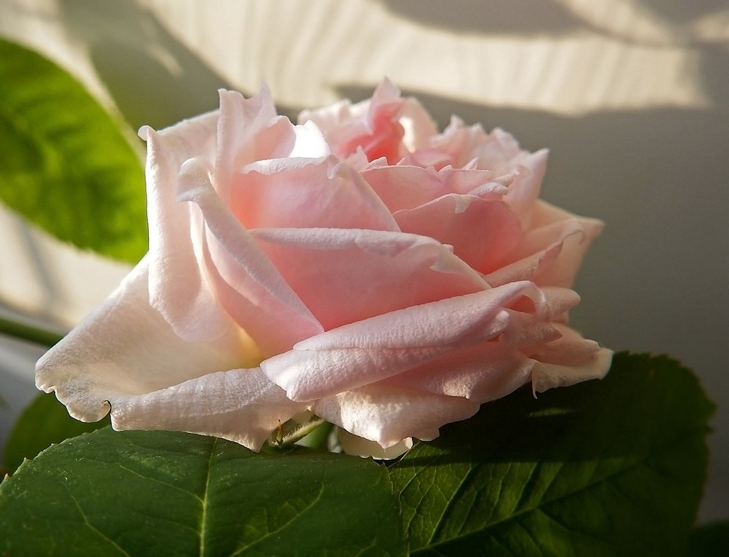 Цветущая комнатная роза - Ольга И