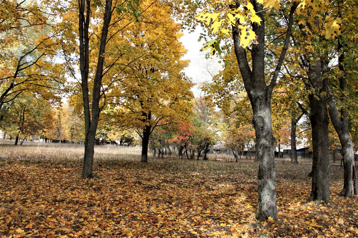 осень - Владимир Холодницкий