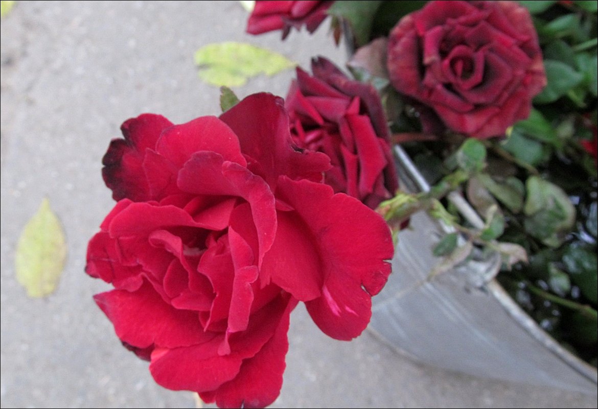 Розы в октябре - Нина Корешкова