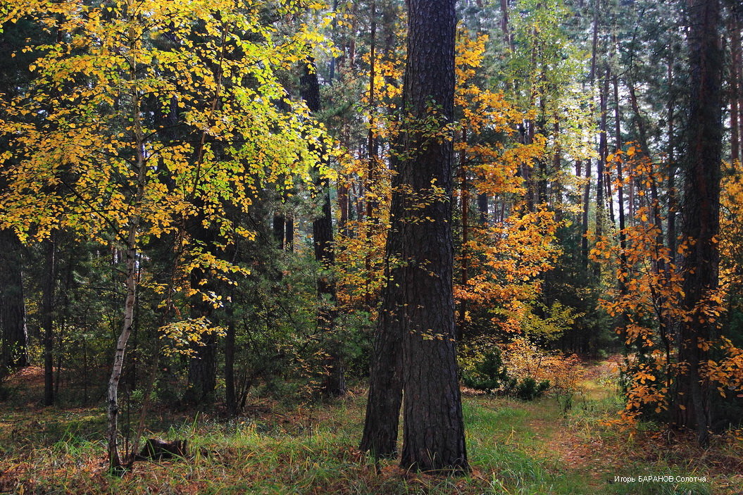 Предверие лесного листопада... - Лесо-Вед (Баранов)