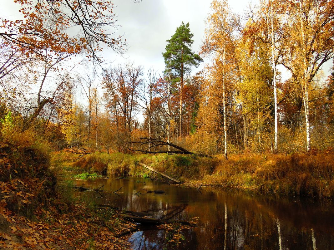 На обмелевшей лесной речке - Андрей Снегерёв