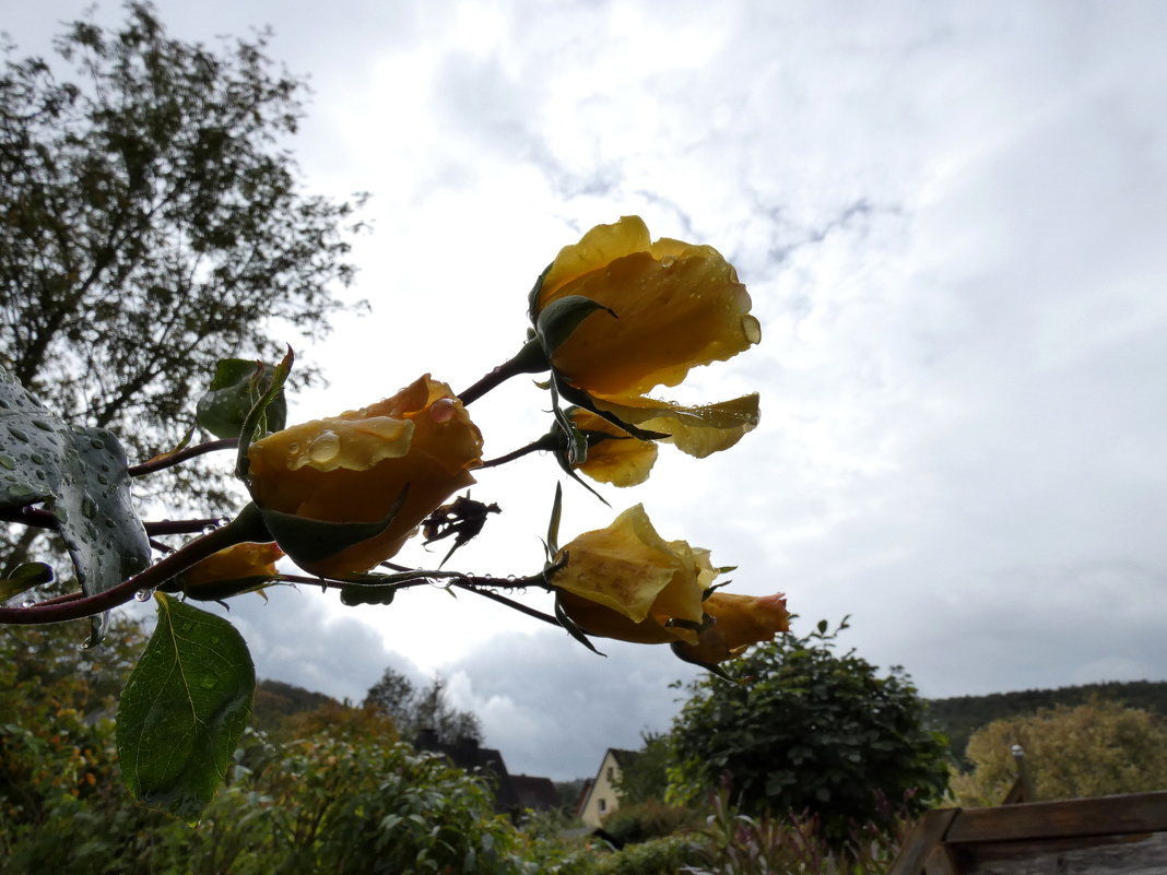 Дождливая погода и цветы розы - Heinz Thorns