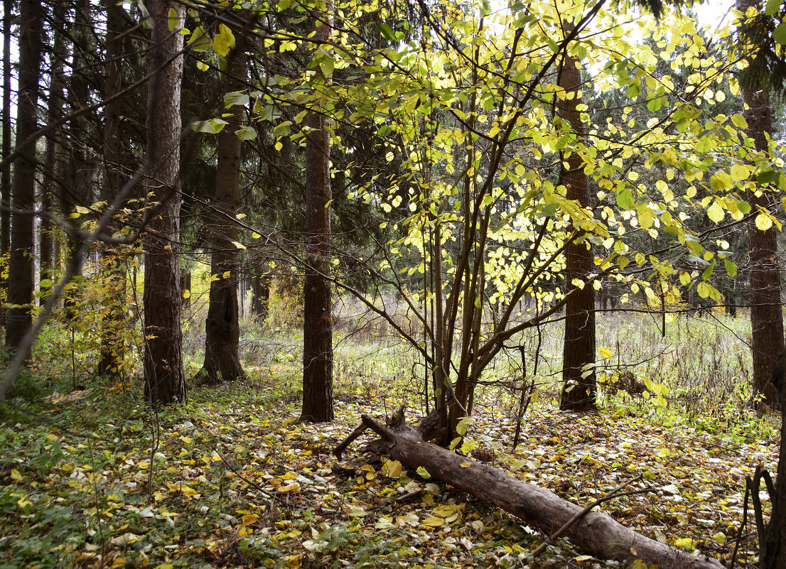 Осенний лес - Нина Синица