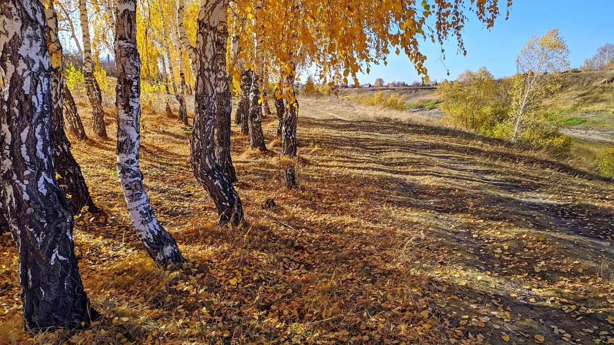 Осень на берегу реки Омь - Владимир Зыбин