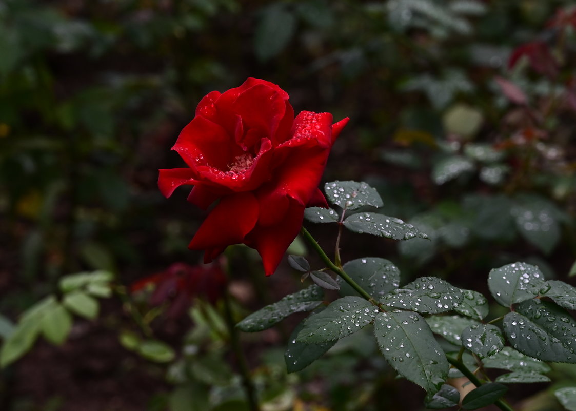 Розы в Шанхае - Анатолий 