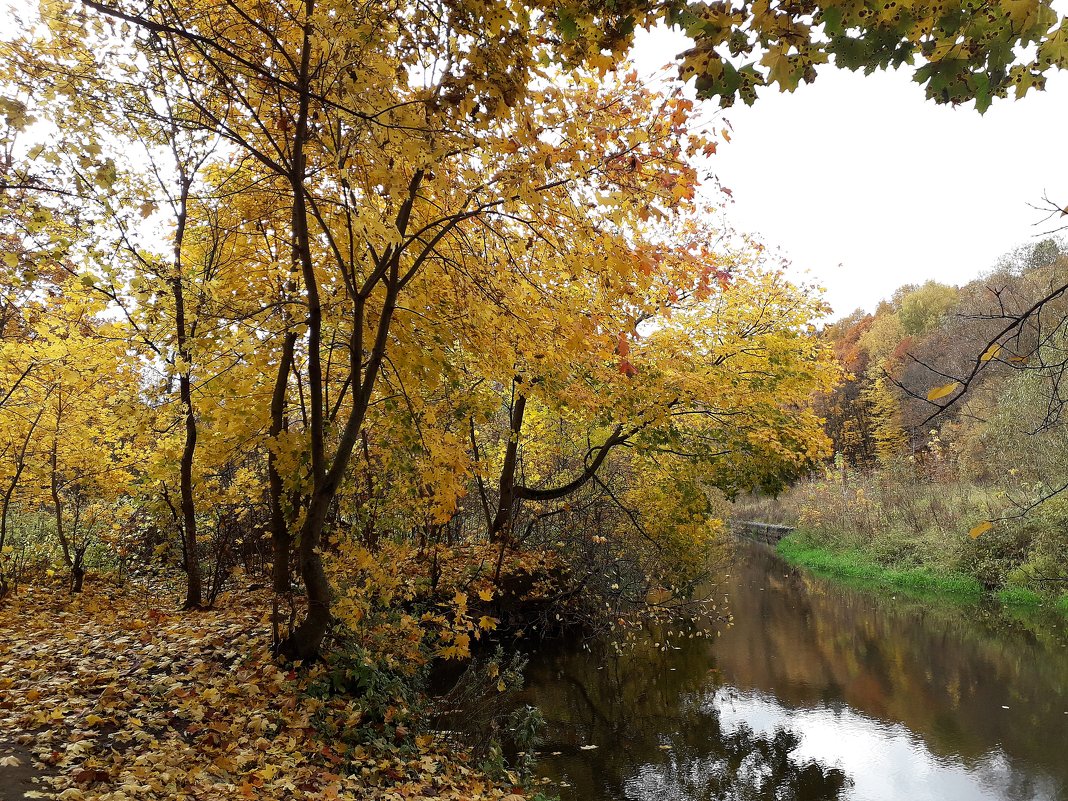 Осенний клён над рекой - Лидия Бусурина