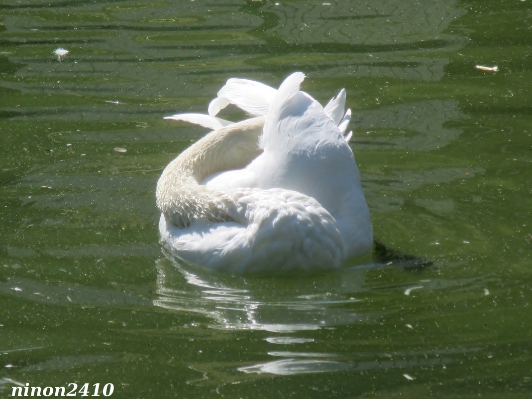 Белый лебедь на пруду... - Нина Бутко