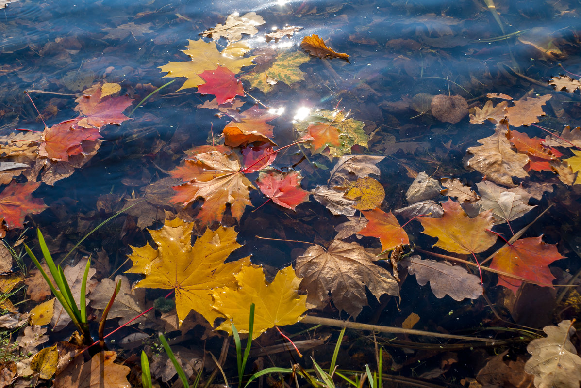 Фото Осенних Листьев На Воде