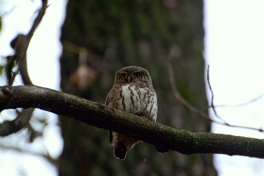 Воробьиный сыч(Glaucidium passerinum) - Иван 