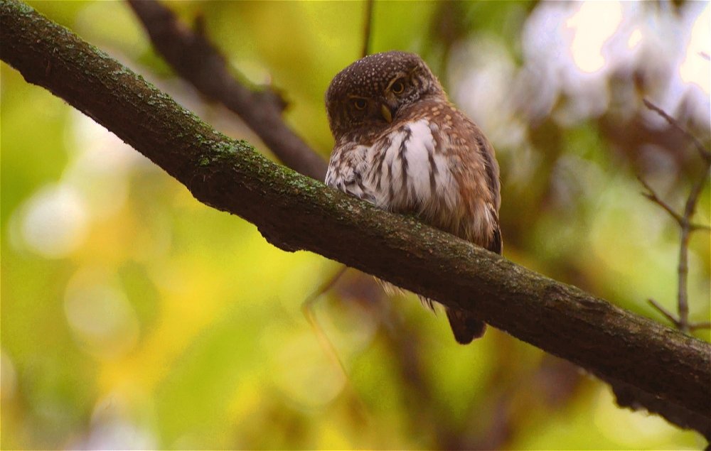 Воробьиный сыч(Glaucidium passerinum) - Иван 