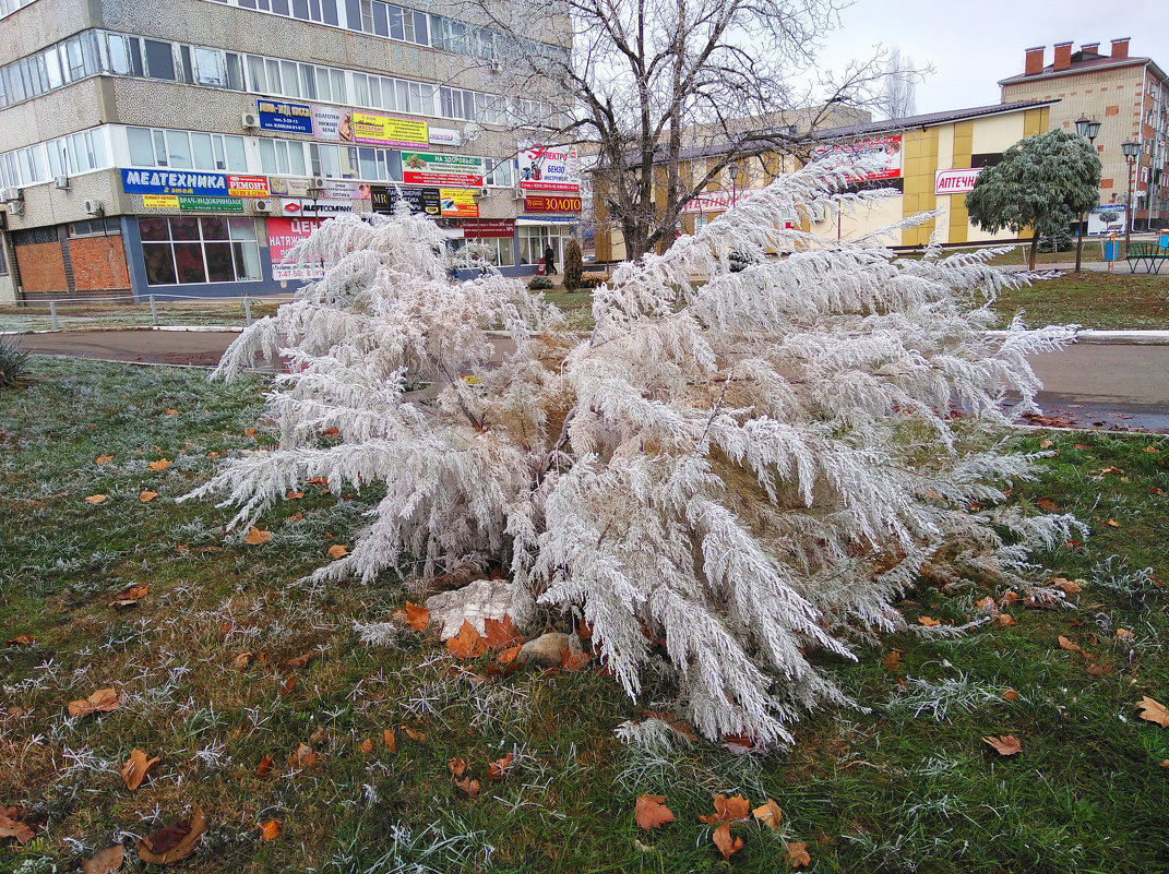 Первые заморозки на Кубани - В Гр