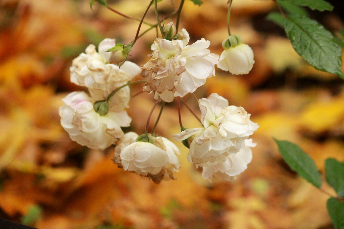 Белые октябрьские розы - Александр Чеботарь